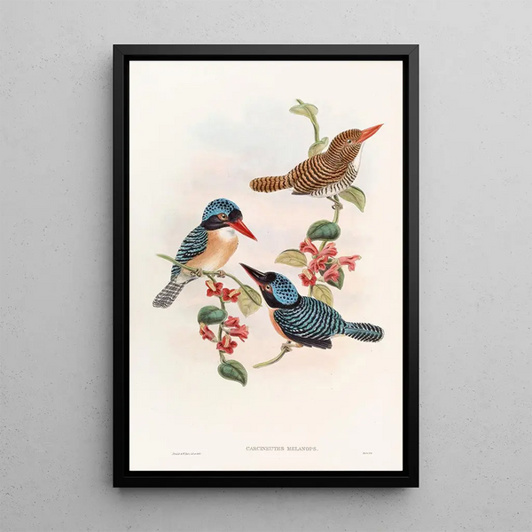 Black-faced Kingfisher Painting - John Gould — framed artwork on a wall