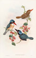 Black-faced Kingfisher Painting - John Gould — artwork view