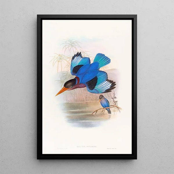 Blue and white kingfisher painting - John Gould — framed artwork on a wall