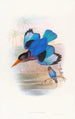 Blue and white kingfisher painting - John Gould — artwork view