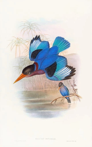 Blue and white kingfisher painting - John Gould — artwork view