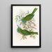 Nyctiornis à gorge bleue - John Gould — framed artwork on a wall