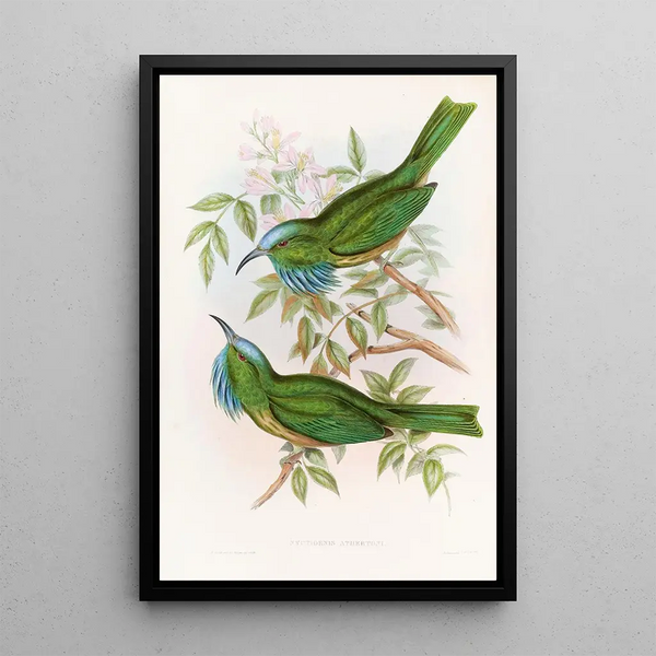 Nyctiornis à gorge bleue - John Gould — framed artwork on a wall
