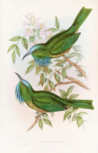 Nyctiornis à gorge bleue - John Gould — artwork view