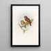 Owl by Brodie - John Gould — framed artwork on a wall