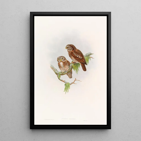 Owl by Brodie - John Gould — framed artwork on a wall