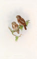 Owl by Brodie - John Gould — artwork view