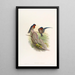 Bungalow Swallow Painting - John Gould — framed artwork on a wall
