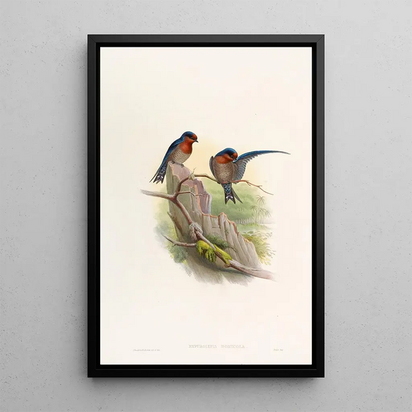 Bungalow Swallow Painting - John Gould — framed artwork on a wall