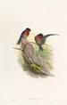 Bungalow Swallow Painting - John Gould — artwork view
