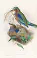 Rollier birman - John Gould — artwork view
