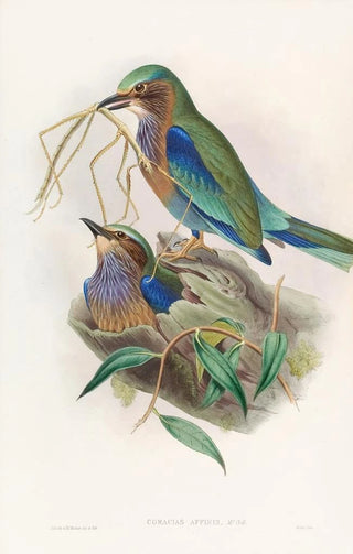 Rollier birman - John Gould — artwork view