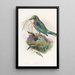 Rollier birman - John Gould — framed artwork on a wall