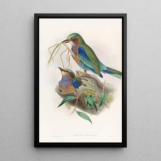 Rollier birman - John Gould — framed artwork on a wall