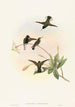 Callipharus nigriventris painting - John Gould — artwork view