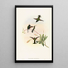 Callipharus nigriventris painting - John Gould — framed artwork on a wall
