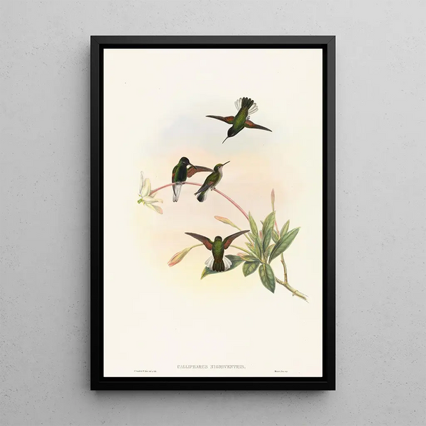 Callipharus nigriventris painting - John Gould — framed artwork on a wall