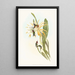 Calothorax heliodori - John Gould — framed artwork on a wall