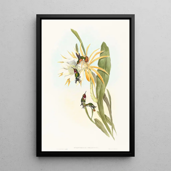 Calothorax heliodori - John Gould — framed artwork on a wall