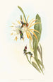 Calothorax heliodori - John Gould — artwork view