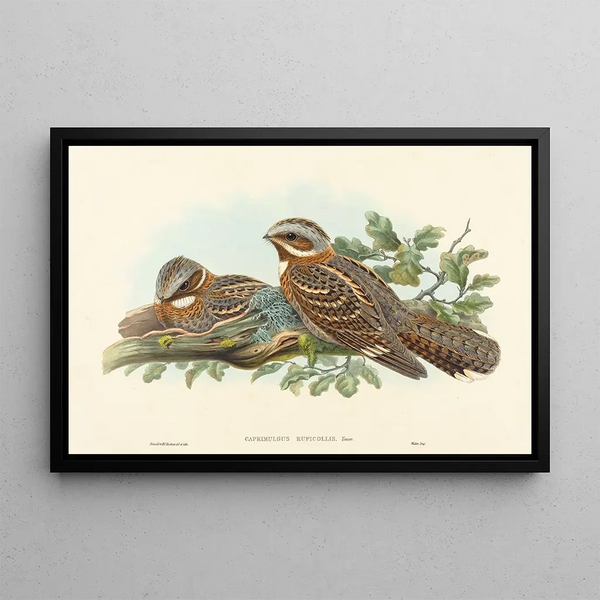 Engoulvent à collier roux - John Gould — framed artwork on a wall