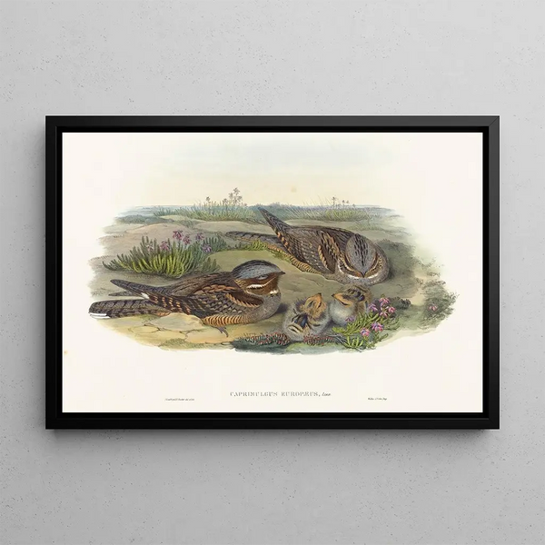 European Nightjar - John Gould — framed artwork on a wall