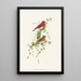 Carpodacus erythrinus - John Gould — framed artwork on a wall