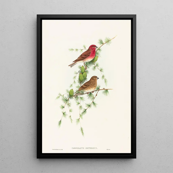 Carpodacus erythrinus - John Gould — framed artwork on a wall