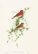 Carpodacus erythrinus - John Gould — artwork view