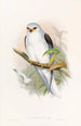 Elanus célèbre - John Gould — artwork view