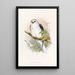Elanus célèbre - John Gould — framed artwork on a wall
