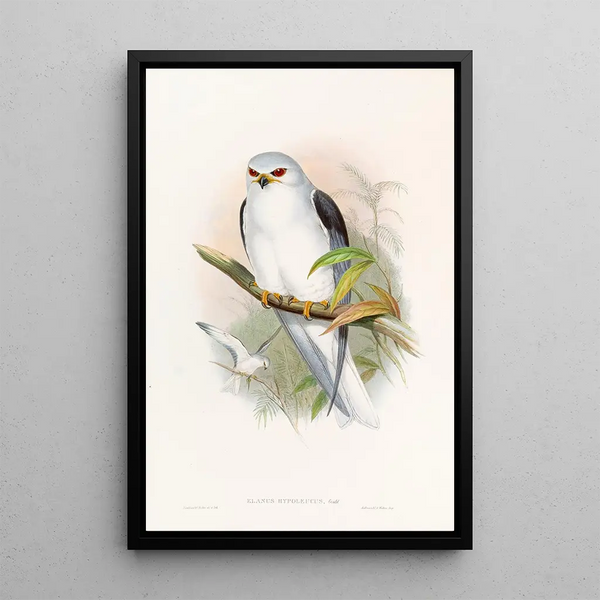 Elanus célèbre - John Gould — framed artwork on a wall