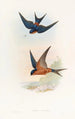 Swallow Ceylon Mosque - John Gould — artwork view