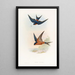 Swallow Ceylon Mosque - John Gould — framed artwork on a wall