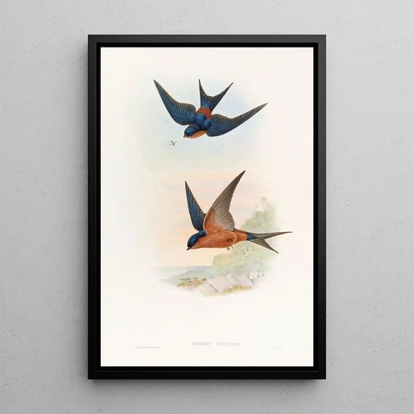 Swallow Ceylon Mosque - John Gould — framed artwork on a wall
