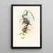 Chlorostilbona prasina - John Gould — framed artwork on a wall