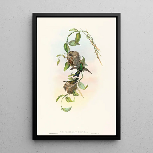 Chlorostilbona prasina - John Gould — framed artwork on a wall