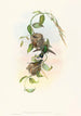 Chlorostilbona prasina - John Gould — artwork view