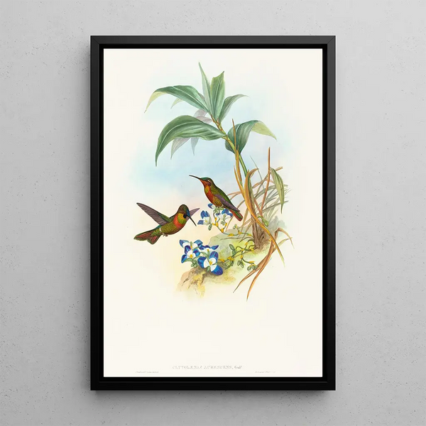 Clytolaema aurescens - John Gould — framed artwork on a wall