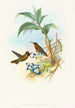 Clytolaema aurescens - John Gould — artwork view