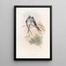 Hemiprocne Crowned - John Gould — framed artwork on a wall