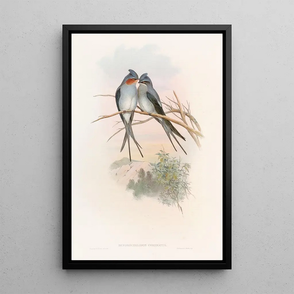 Hemiprocne Crowned - John Gould — framed artwork on a wall