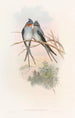 Hemiprocne Crowned - John Gould — artwork view