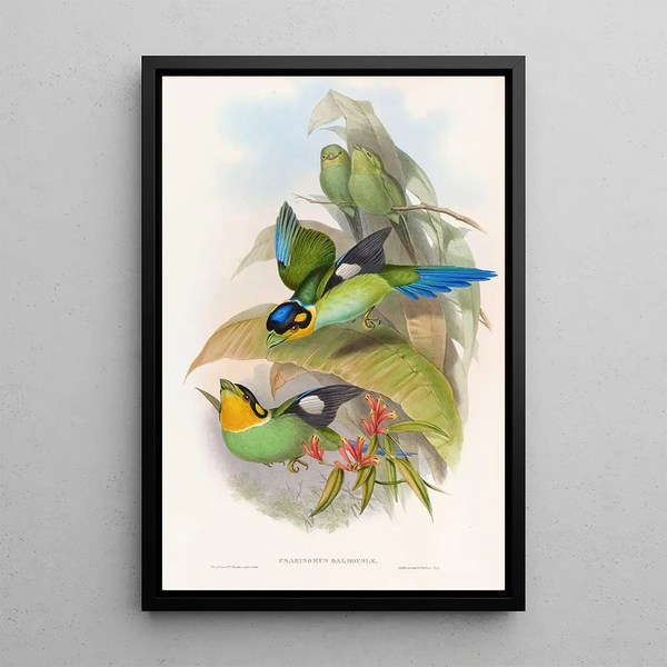 Eurylaime de Dalhousie - John Gould — framed artwork on a wall