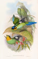 Eurylaime de Dalhousie - John Gould — artwork view