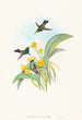 Damophila amabilis - John Gould — artwork view