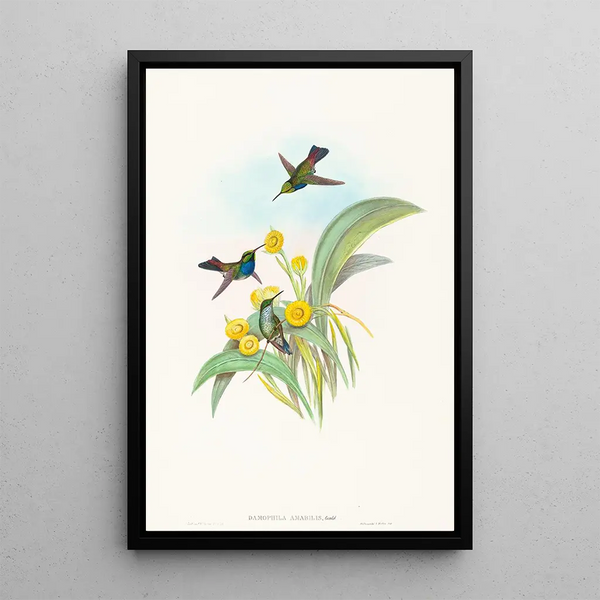 Damophila amabilis - John Gould — framed artwork on a wall