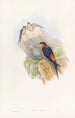 Hirondelle mosquée daurienne - John Gould — artwork view
