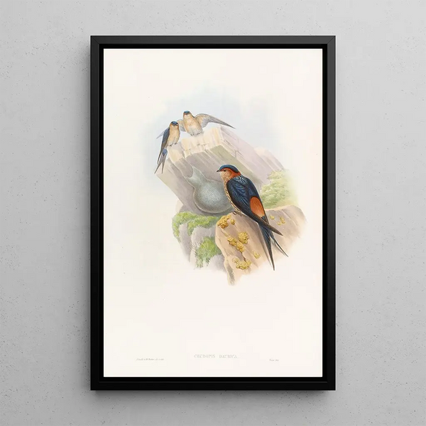 Hirondelle mosquée daurienne - John Gould — framed artwork on a wall