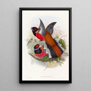 John Gould - Diards Trogon.webp